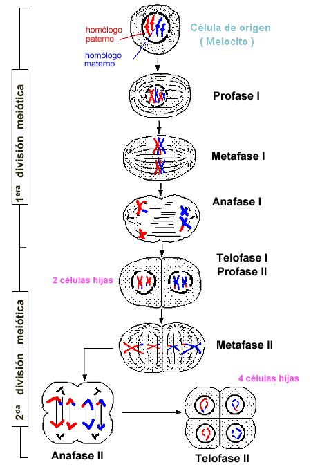 La meiosis y los ciclos vitales