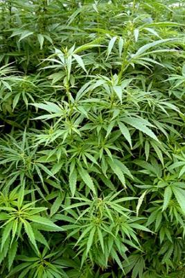 Drogas perturbadoras: El cannabis